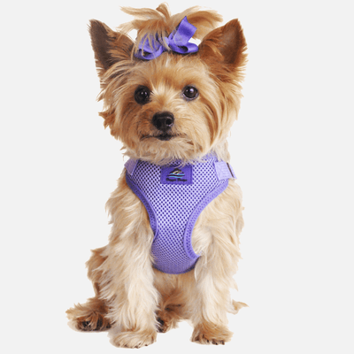 Royal Purple Wrap & Snap Dog Harness | Milan Pets Dog Apparel Co. Harness